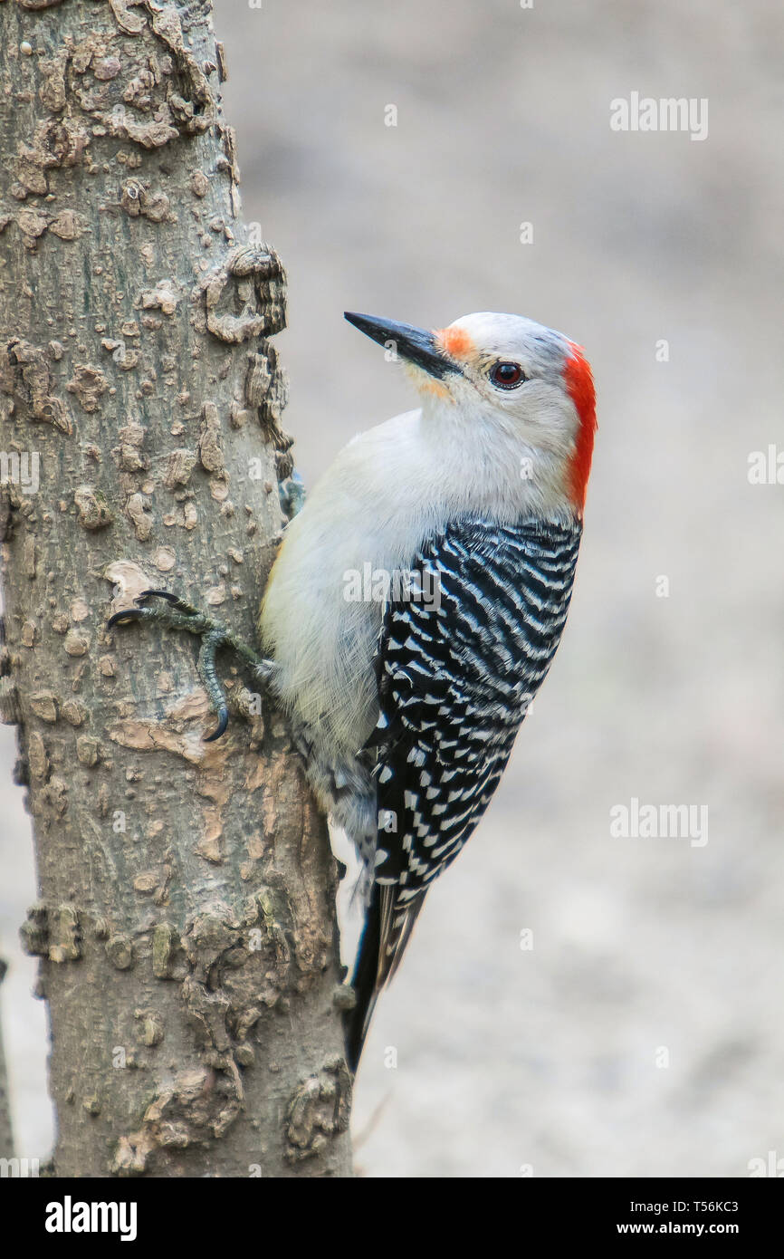 Red-bellied woodpecker perched on a tree. Stock Photo