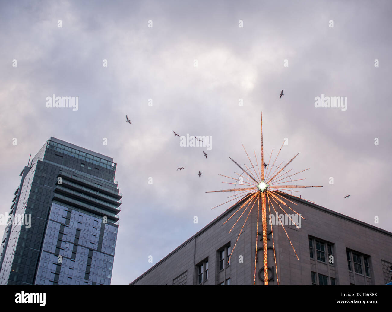 Flock of birds flying above downtown buildings in the cloudy city Stock ...