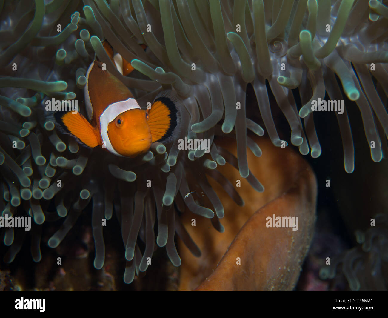 Clown pattern hi-res stock photography and images - Alamy