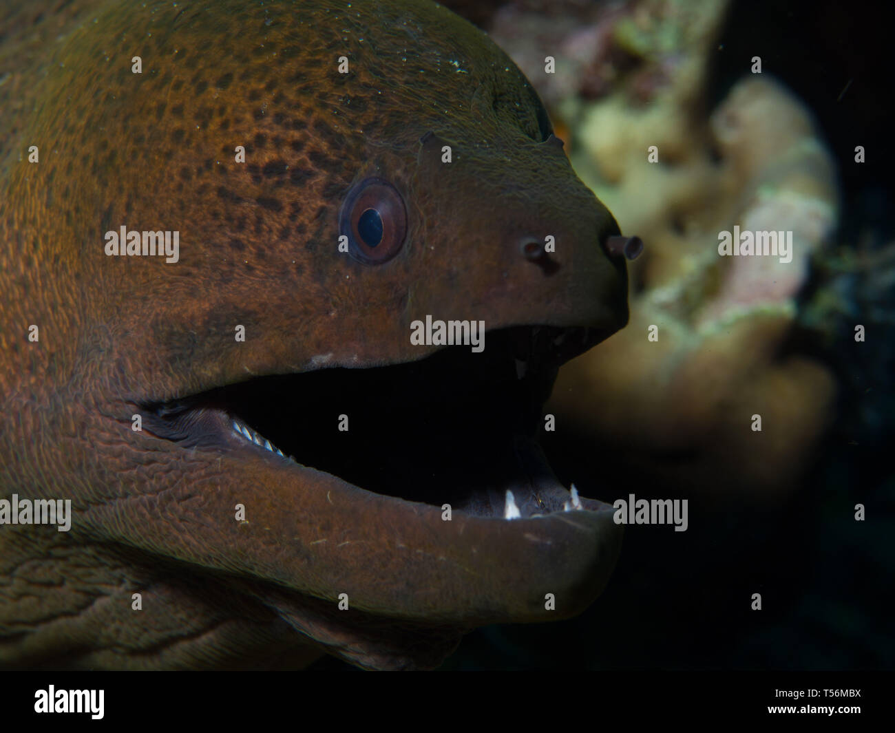 Moray eel on a reef Stock Photo