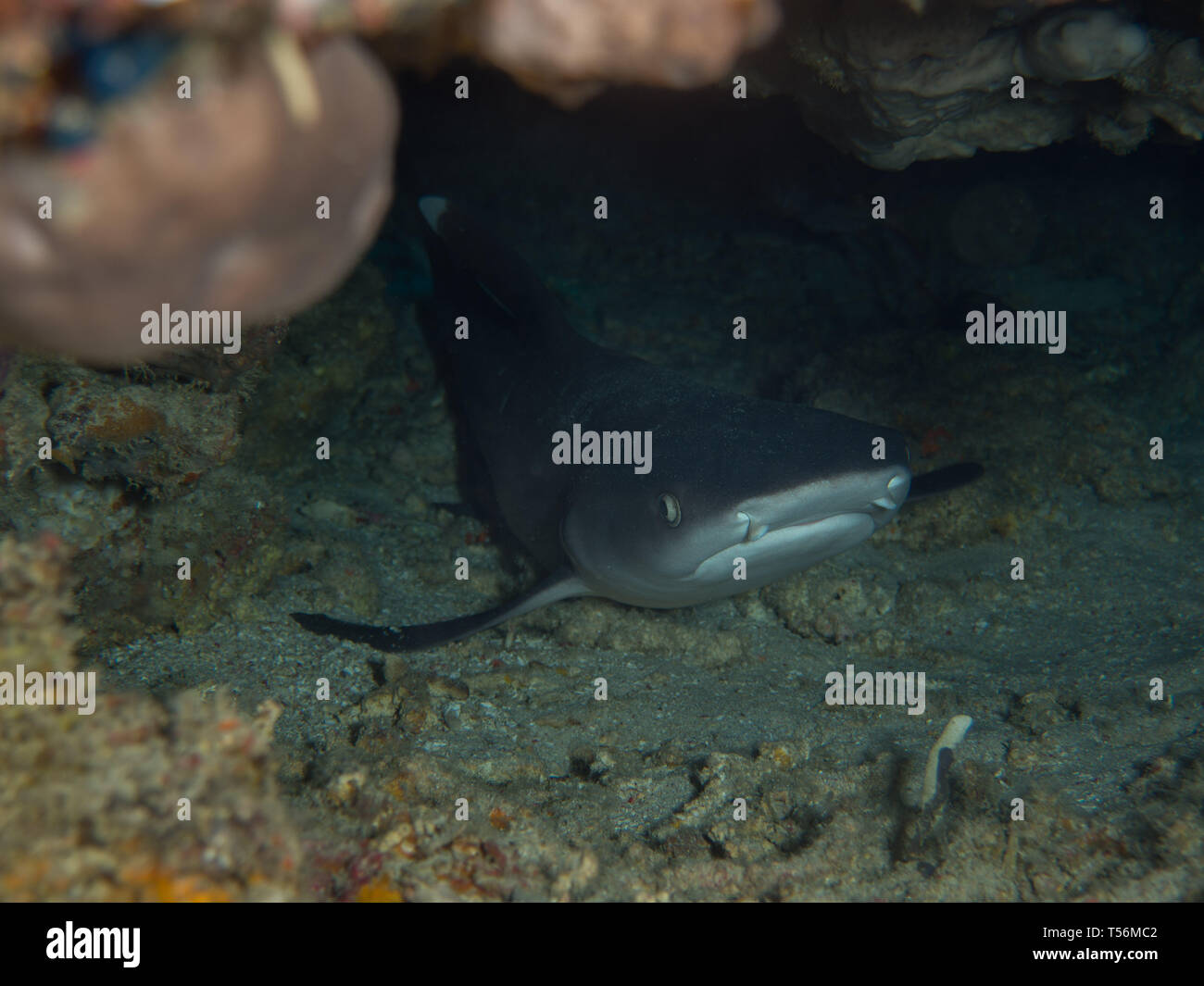 White-tip reef Shark Stock Photo