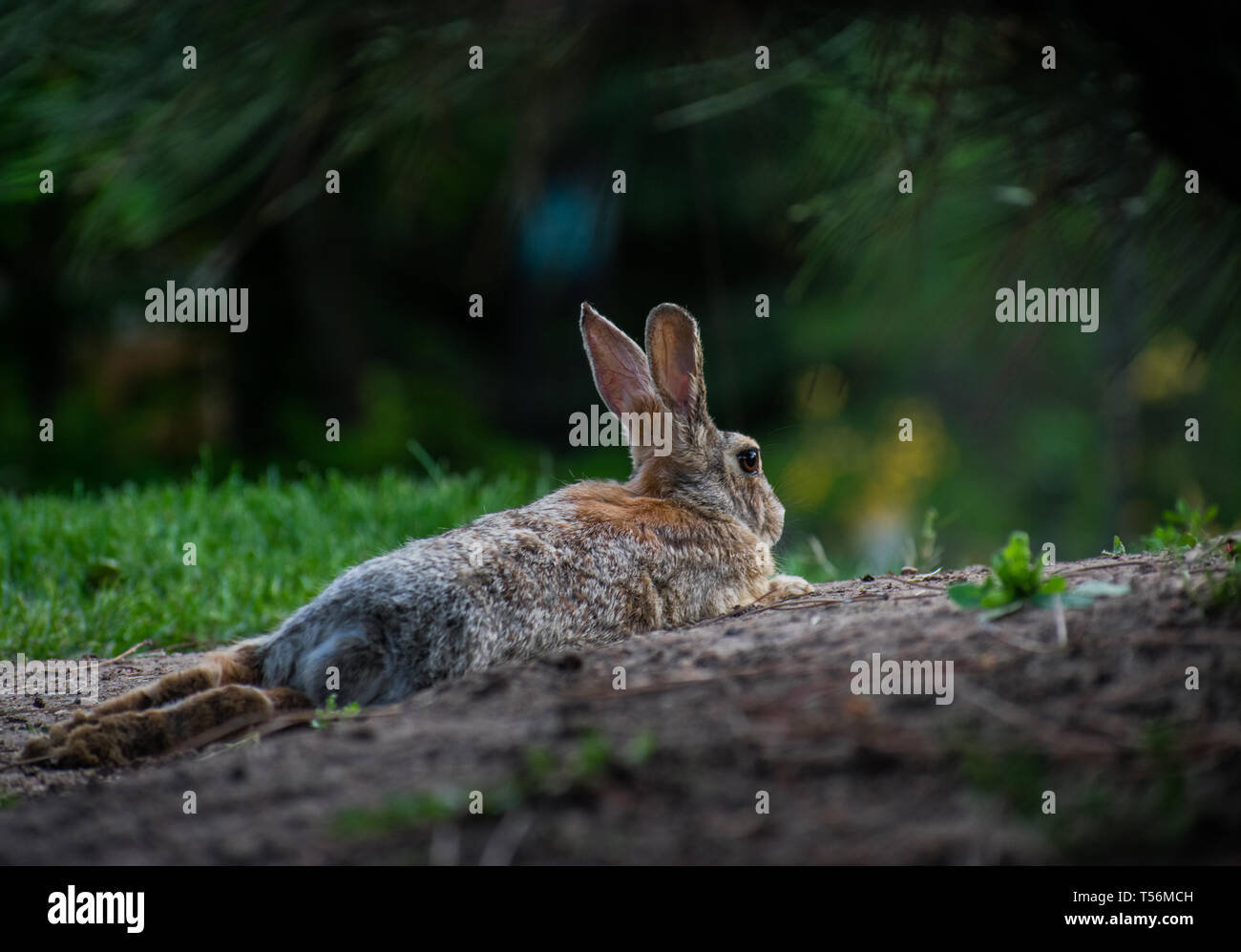 Rabbit taking a break laying in dirt under green bush Stock Photo Alamy