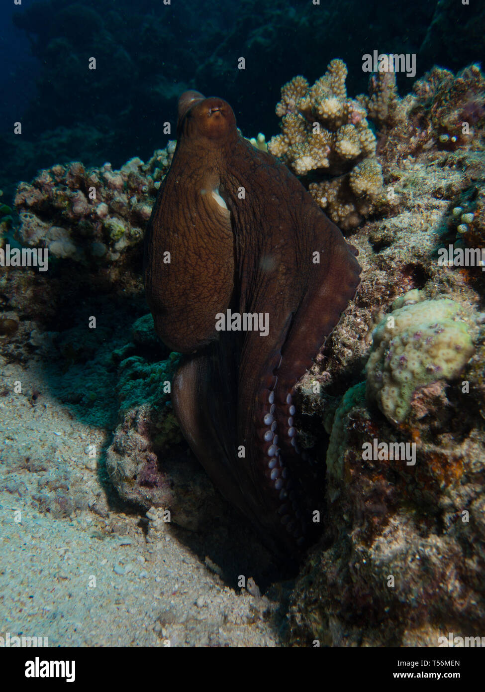 Common Octopus on a coral reef in Lombok Stock Photo