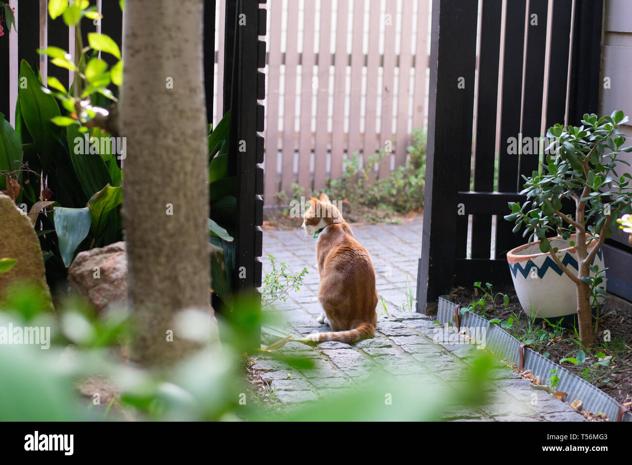 cat fence garden