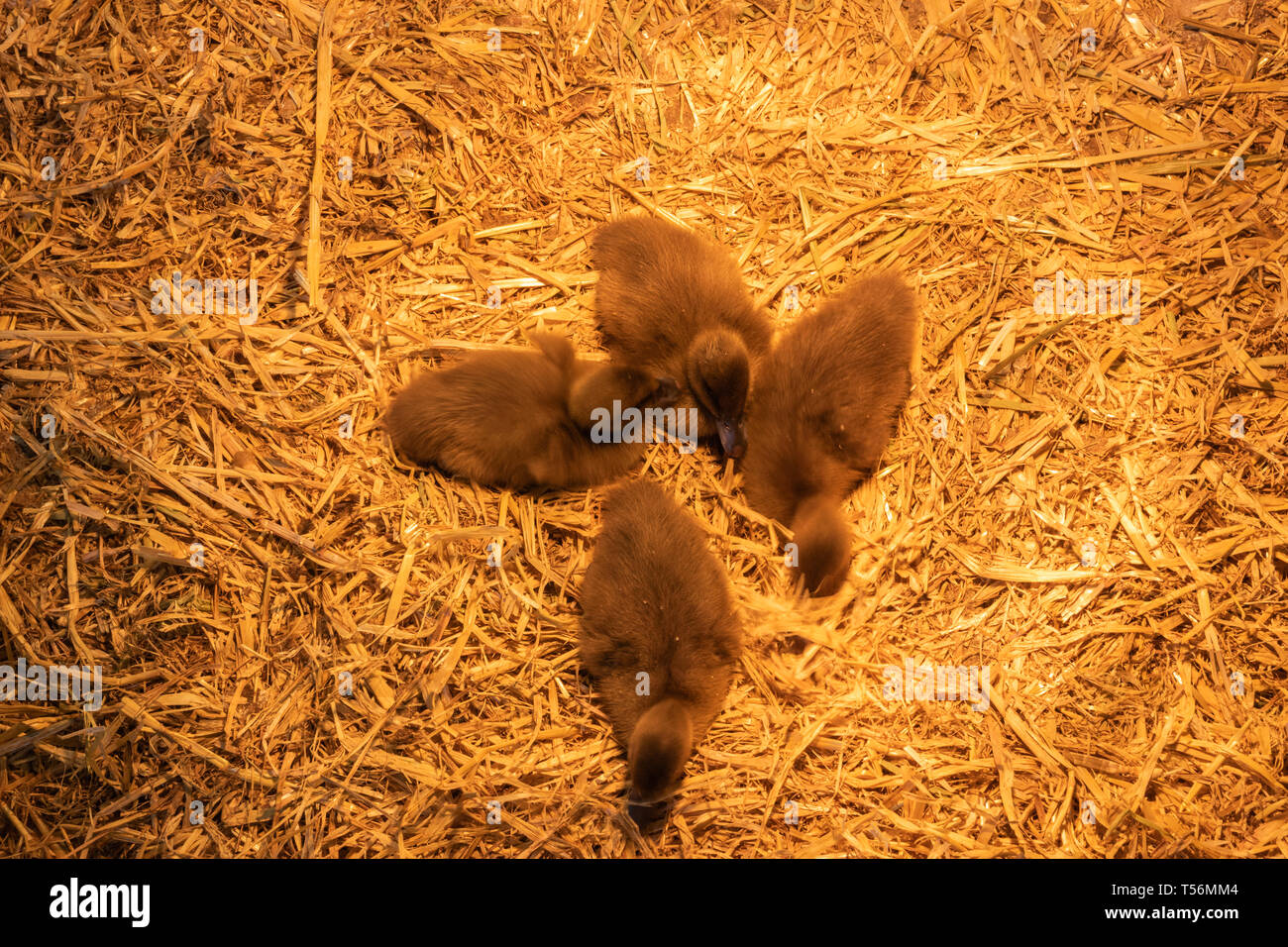 Ducklings un heat lamp hires stock photography and images Alamy