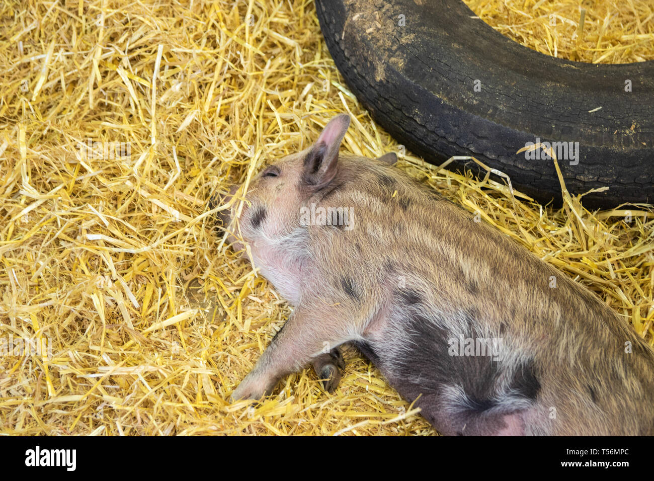 A young Pig sleeping on golden hay Stock Photo