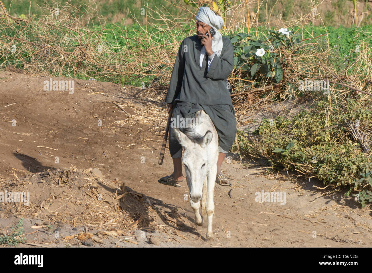 Donkey Using Phone A man tlks on a cell phone while riding a donkey on the banks of the ...