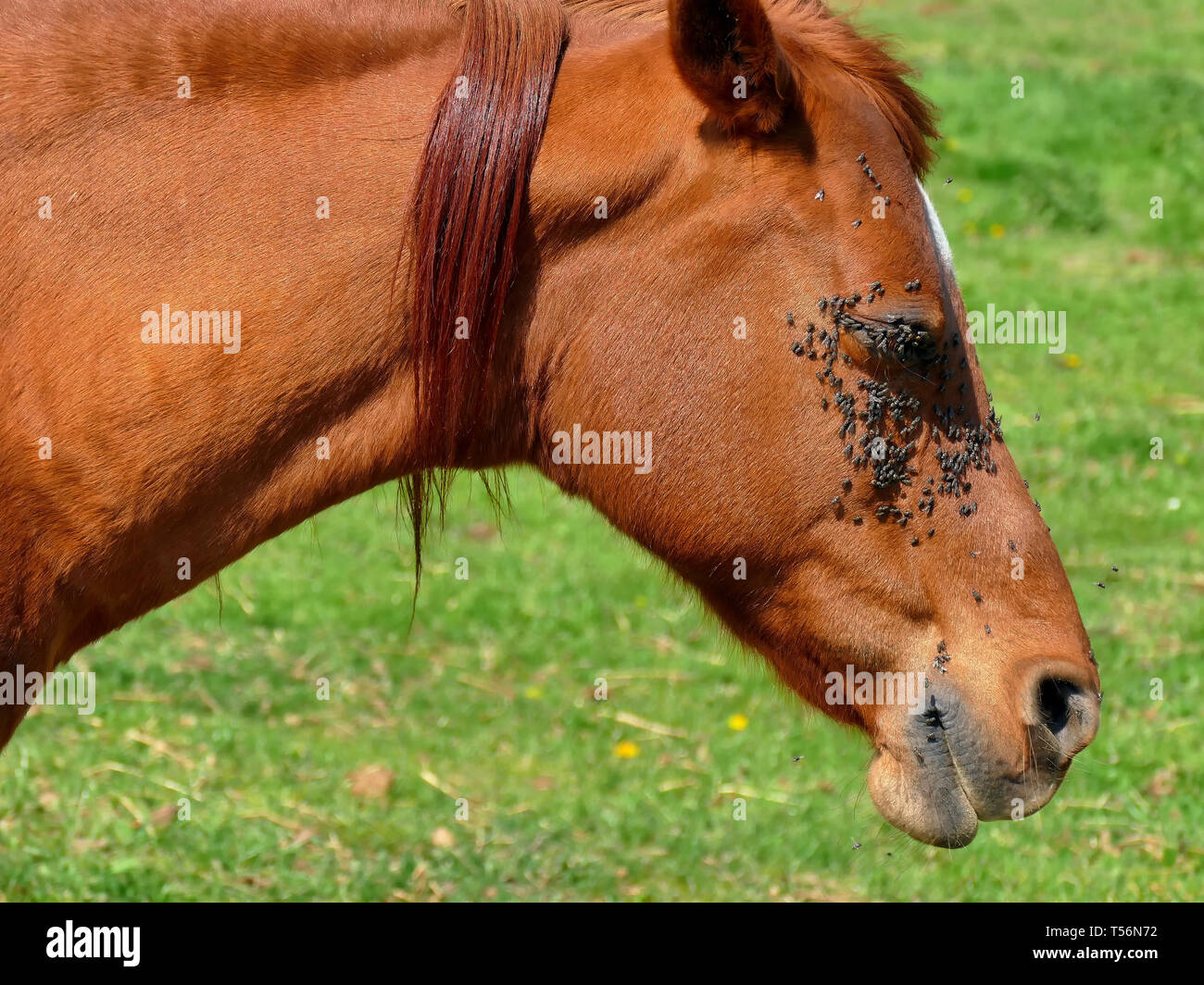 Equine insect protection hires stock photography and images Alamy