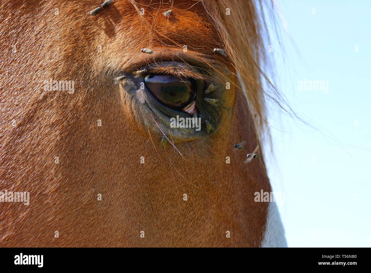 Horse Fly Eye Close Up Flies Eyes Horses High Resolution Stock