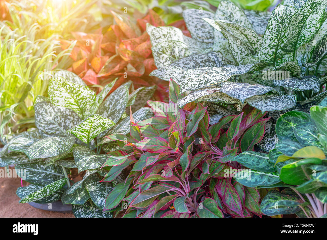 Colorful of Aglaonema plants in the garden. Variegated plants for beauty  decoration and agriculture design Stock Photo - Alamy