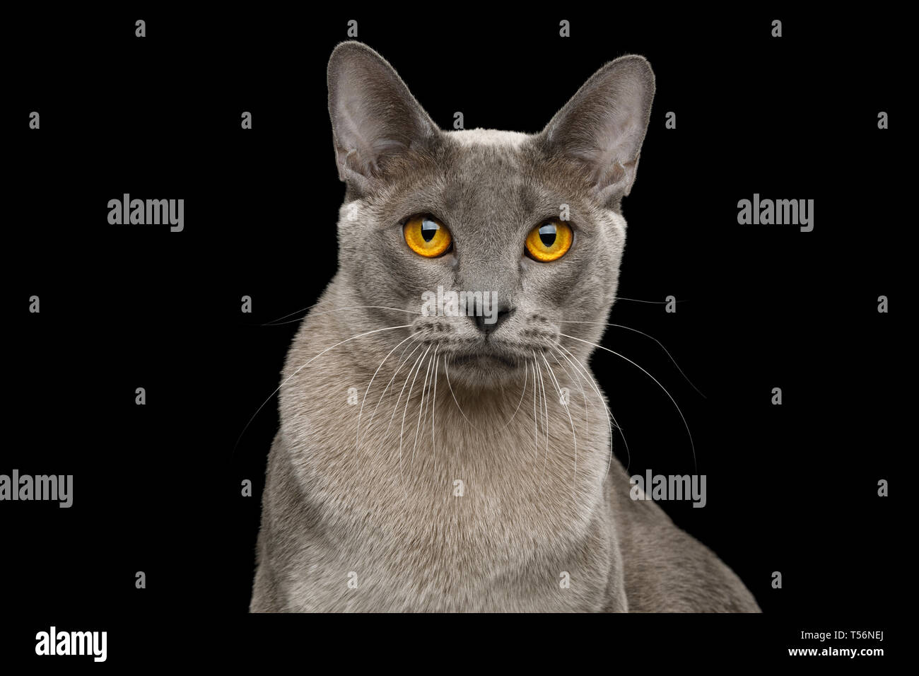 Portrait of Gray Cat Stare in Camera on isolated black background Stock Photo