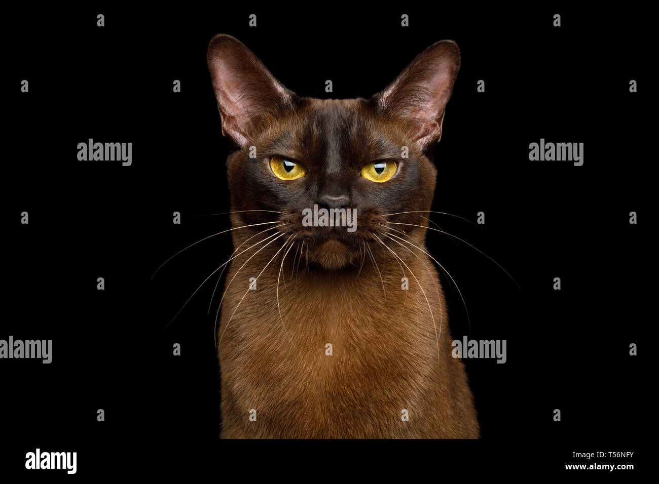 Portrait of Burmese Cat with Sable fur angry Gazing on isolated black background Stock Photo