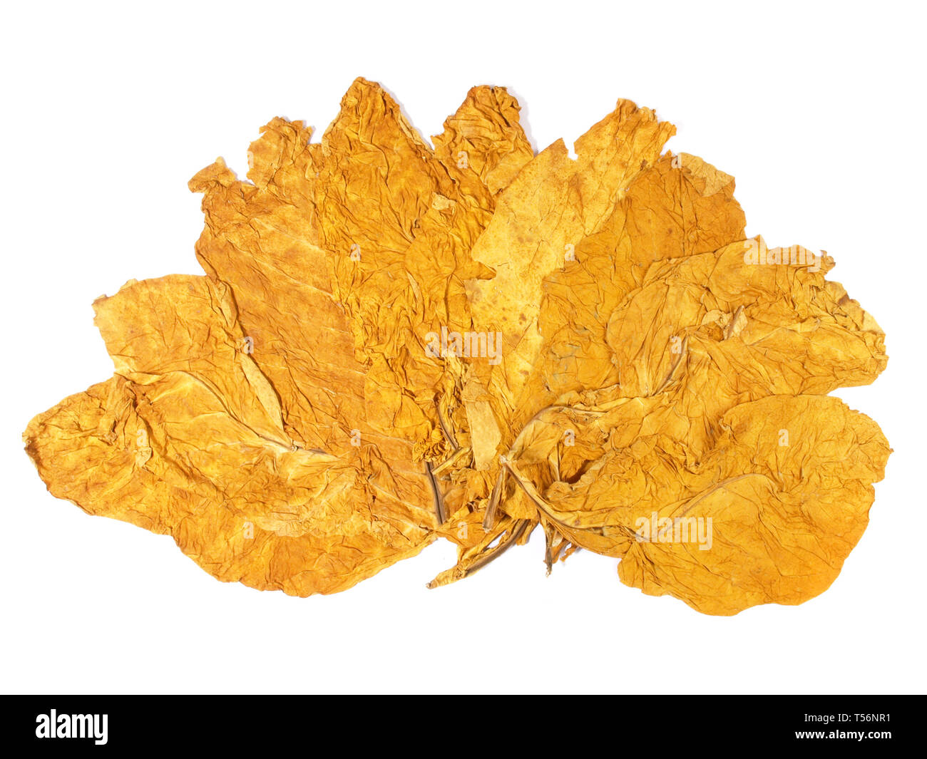 Dried Tobacco Leaves Stock Photo - Alamy