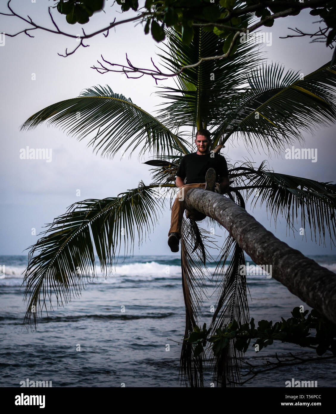 portrait of caucasian man climbing palm tree in Puerta viejo Costa Rica Stock Photo Alamy