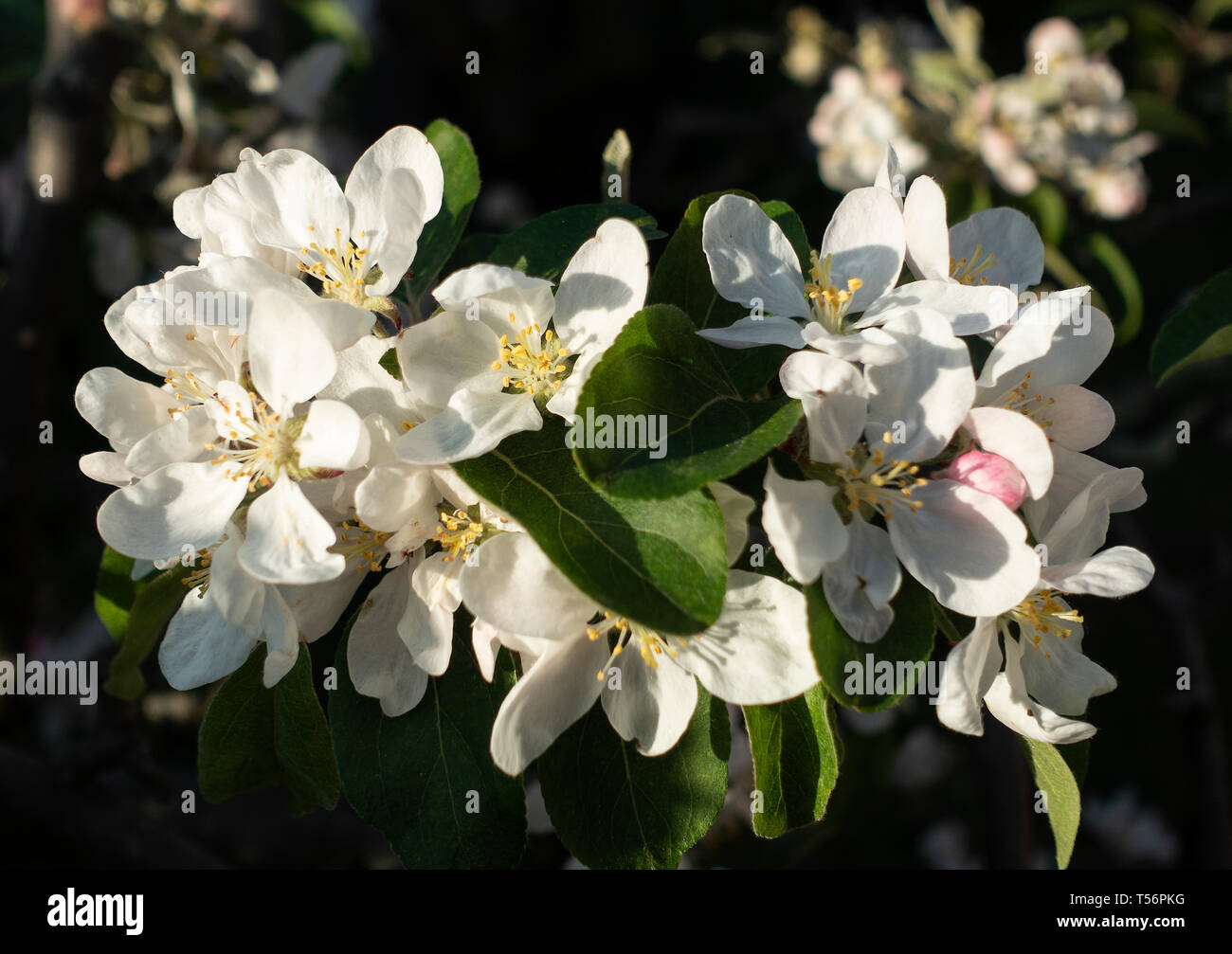 Beautiful Crabapple Blossom on a Crab Apple Tree in a Garden in Alsager Cheshire England United Kingdom UK Stock Photo