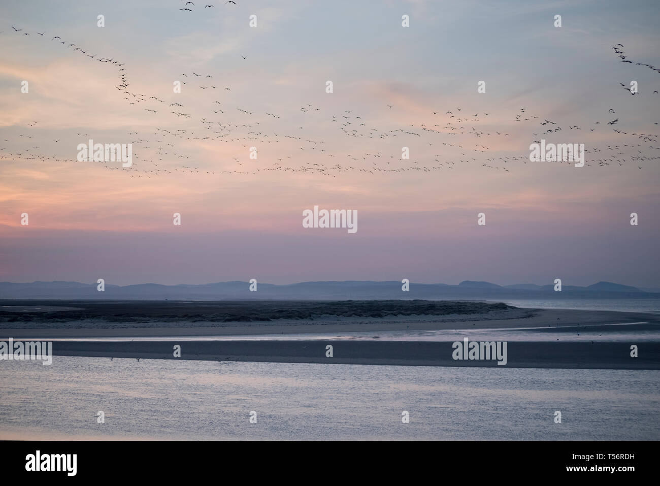 Geese flying over the Dornoch Firth, Highland, Scotland Stock Photo