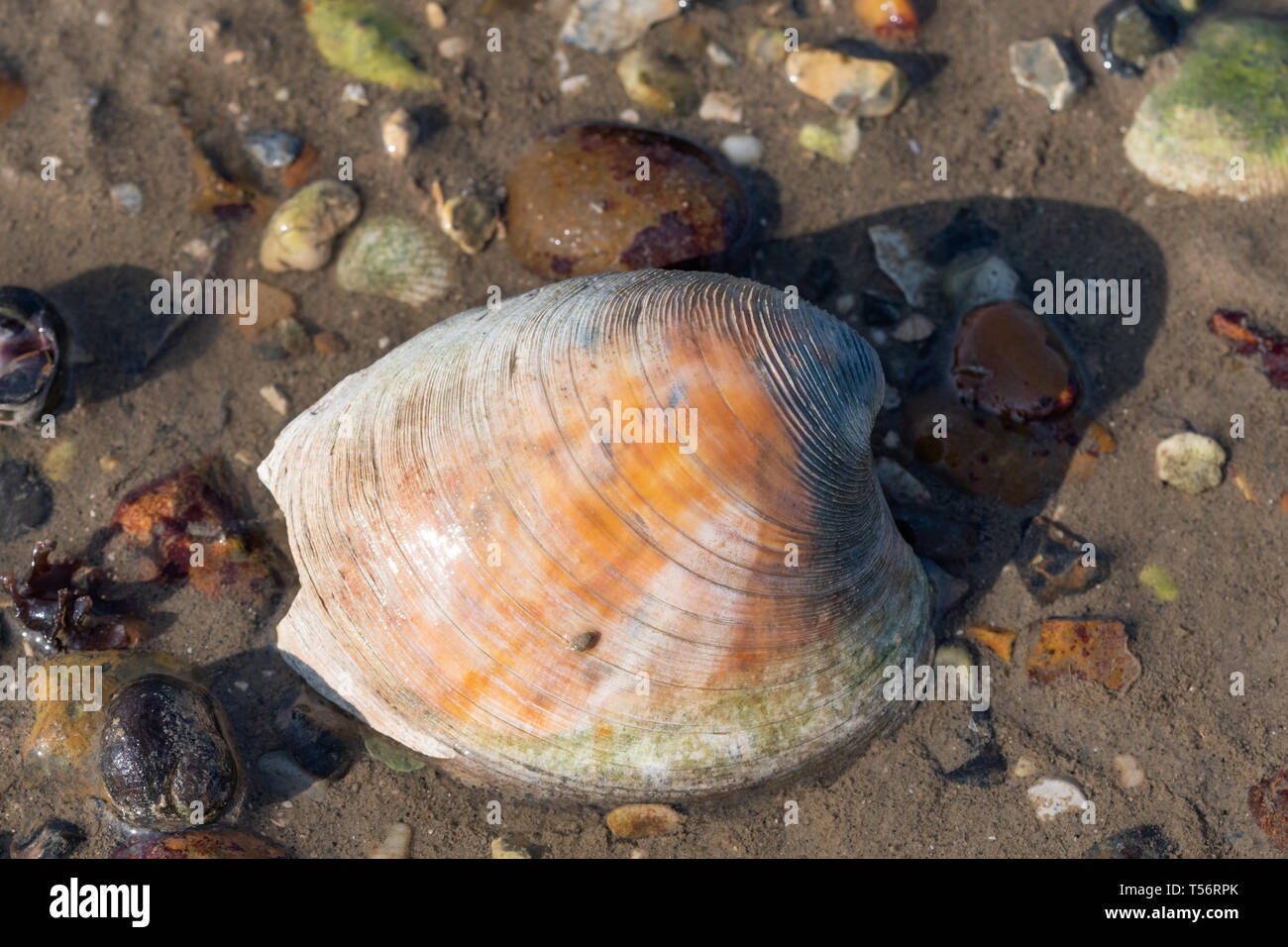 A clam, a bivalve mollusc species of marine wildlife, on a UK beach Stock Photo