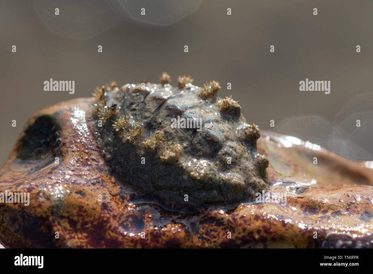 Close-up of a chiton (Acanthochitona sp.) attached to a rock, a species of marine wildlife, UK Stock Photo