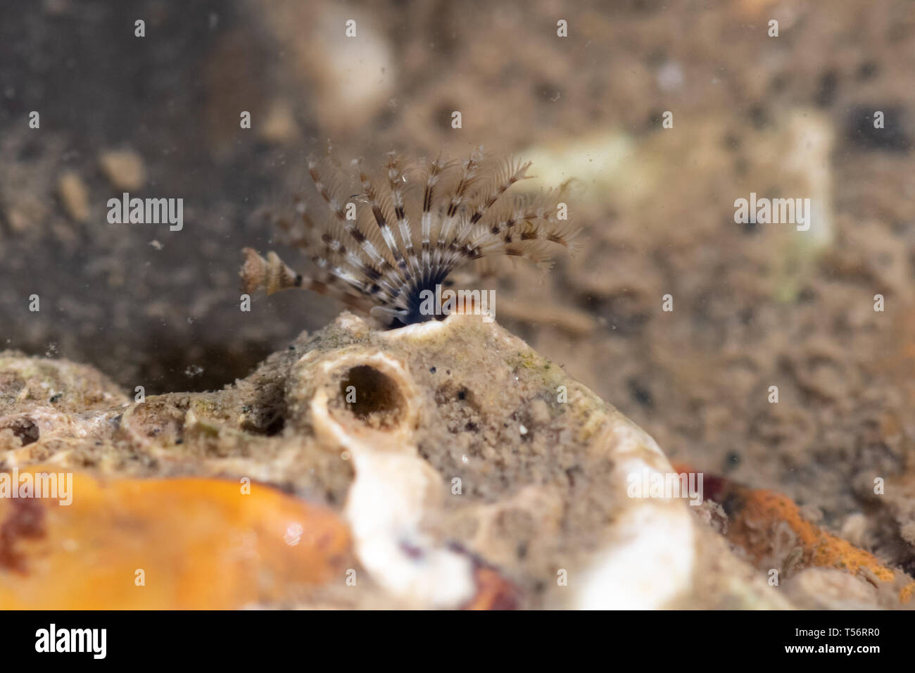 Calcareous tubeworm or fan worm showing feathery feeding tentacles in the intertidal zone at Hill Head near Fareham, UK. Marine wildlife. Stock Photo