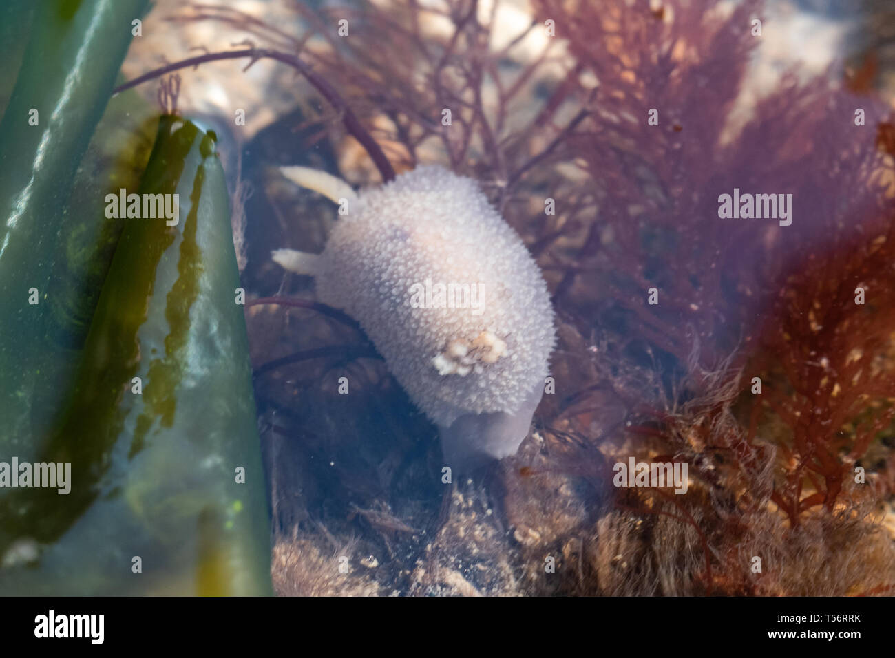 A white sea slug (Acanthodoris pilosa) in shallow sea water at low tide, UK Stock Photo