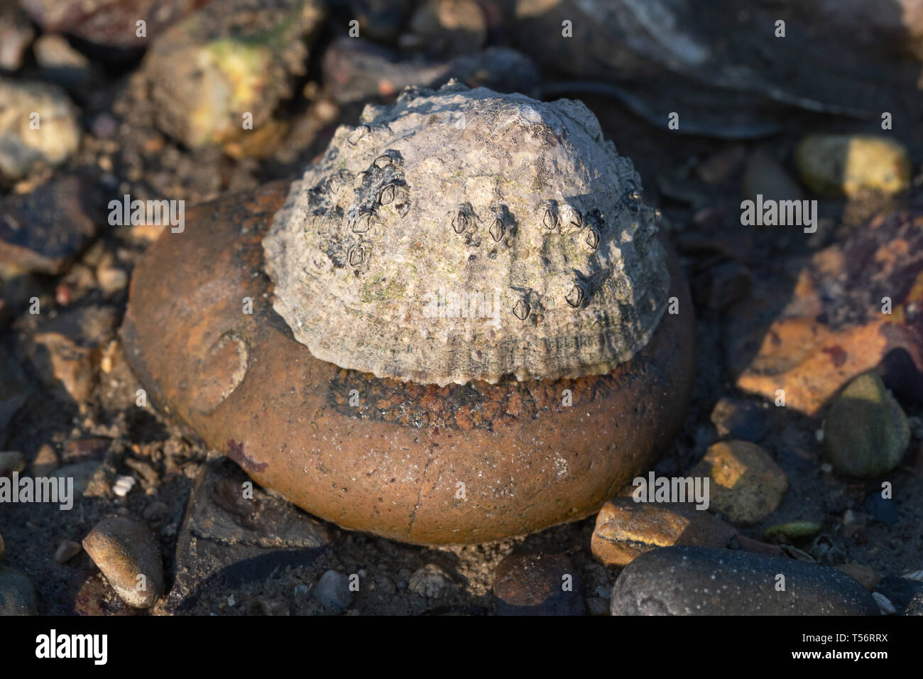 Common limpet (Patella vulgata) attached to a pebble on the beach, UK Stock Photo
