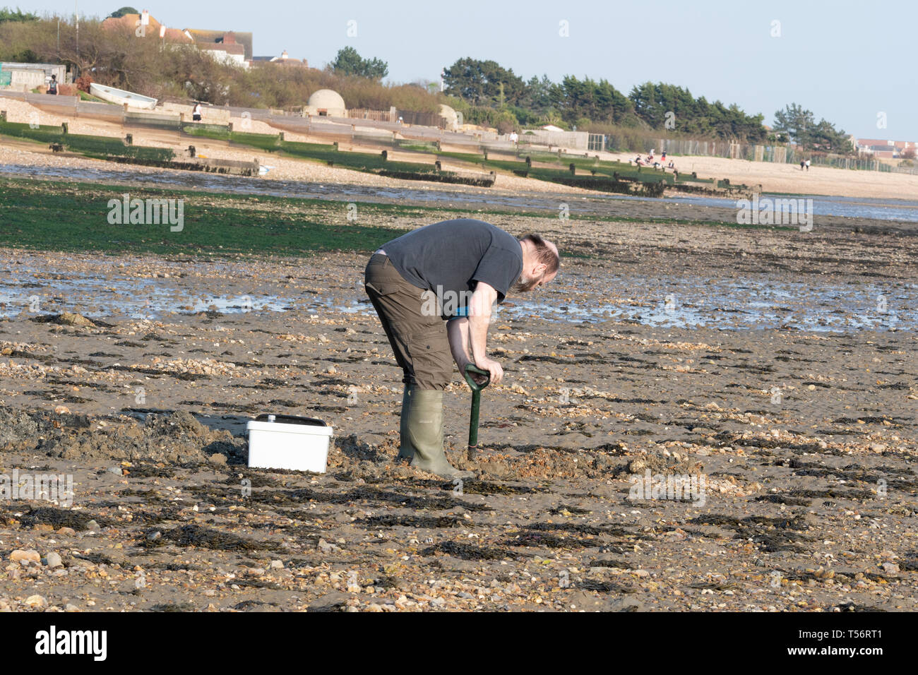 Fisherman digging for bait on the sandy beach at Hill Head near Fareham, UK Stock Photo