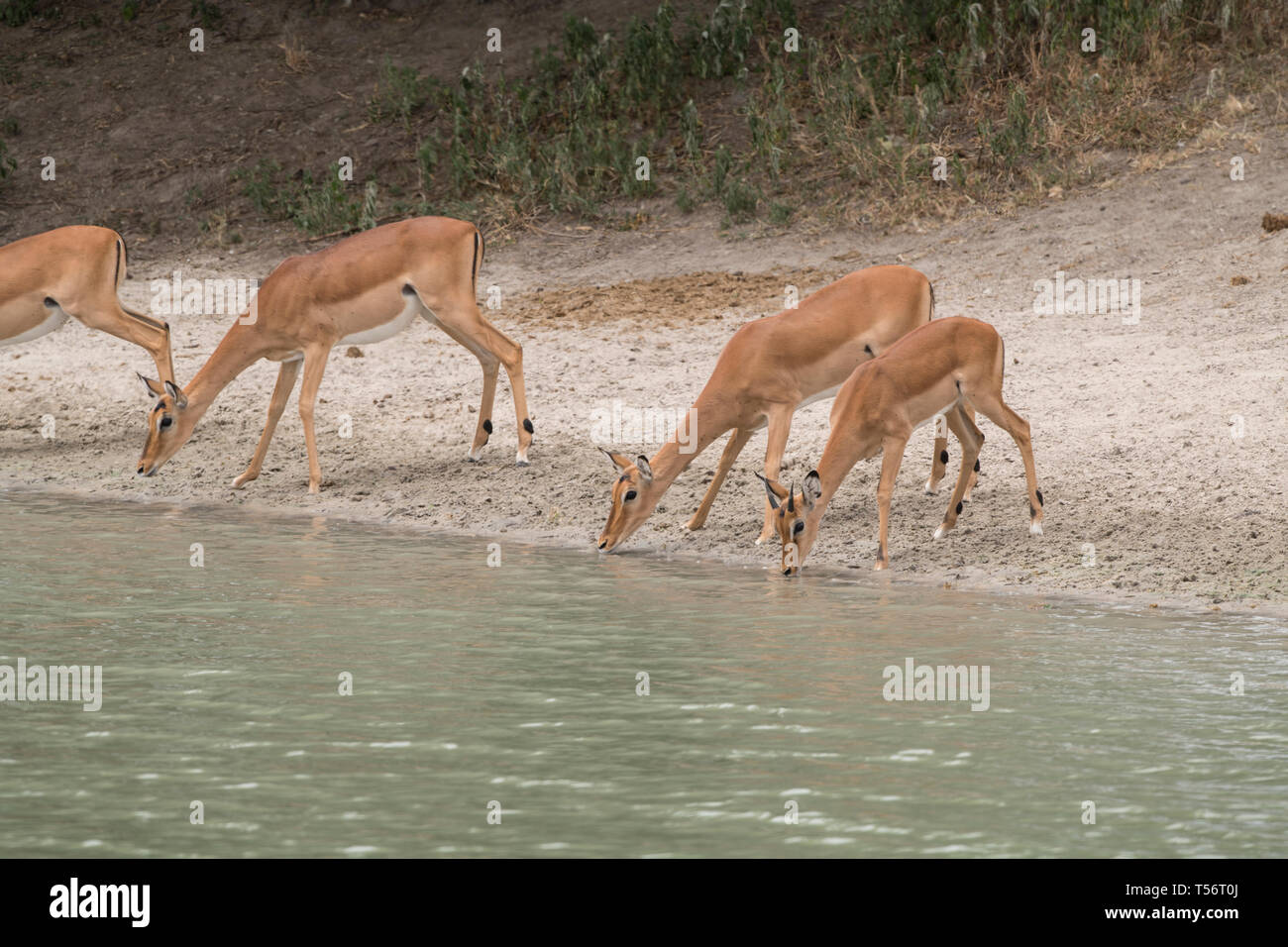 Impalas drinking, Tarangire National Park, Tanzania Stock Photo