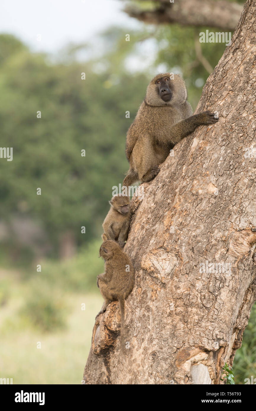 Baboons climbing a tree, Tanzania Stock Photo