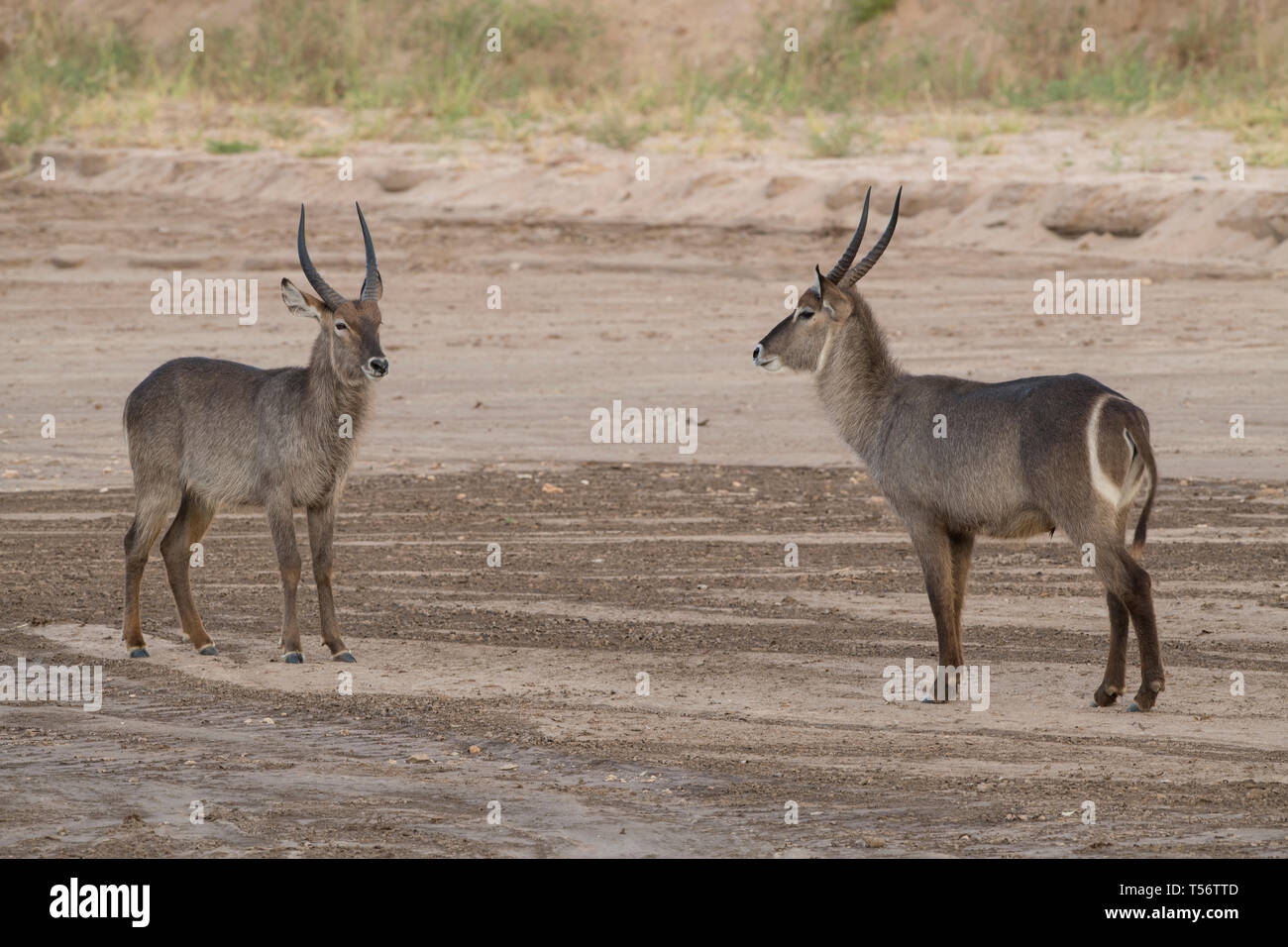 Two waterbucks standing together, Tarangire National Park, Tanzania Stock Photo