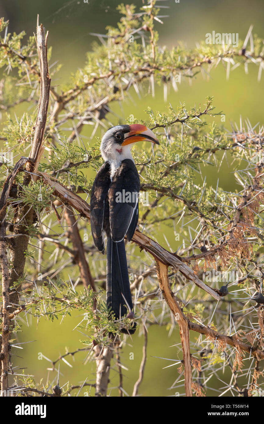Hornbill perched in acacia tree, Tanzania Stock Photo