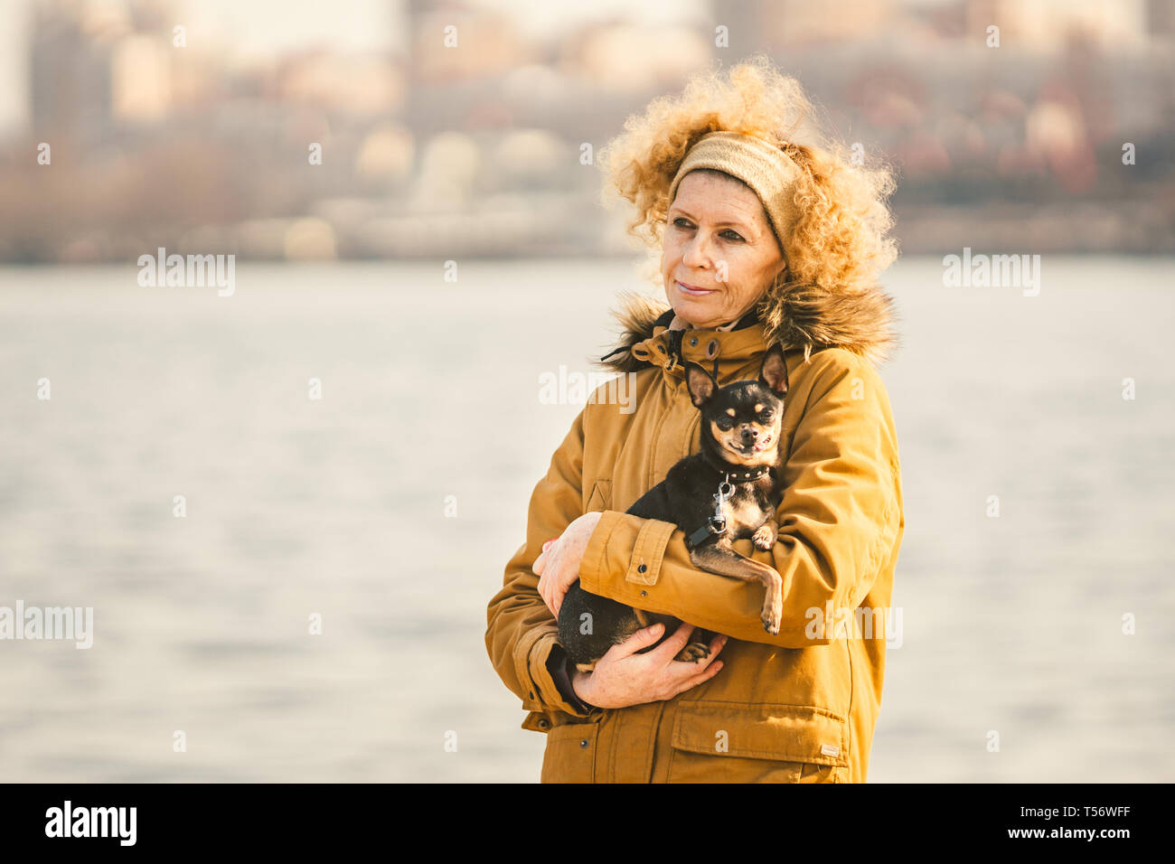 Portrait of an adult blonde curly hair Caucasian woman holding a small  black-colored dog breed toy terrier. Old funny pet sticks out a tooth  canine Stock Photo - Alamy