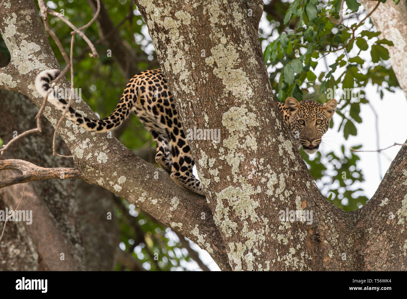 Leopard in tree, Taranagire National Park Stock Photo