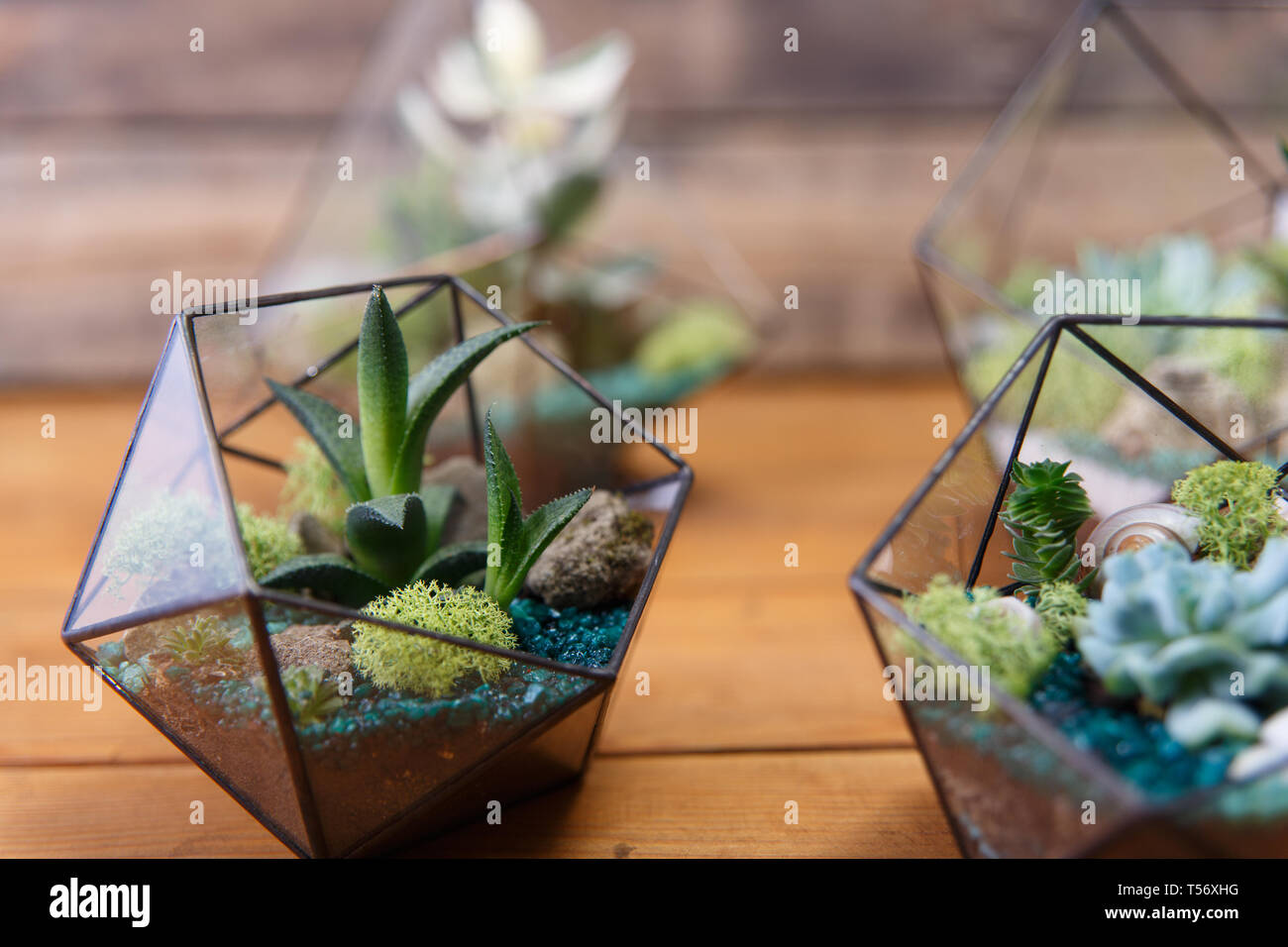 Florarium Glass Vase With Succulent Plant Miniature Cactus On