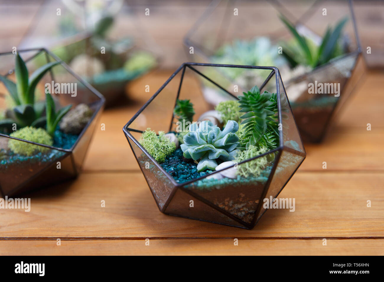 Florarium Glass Vase With Succulent Plant Miniature Cactus On