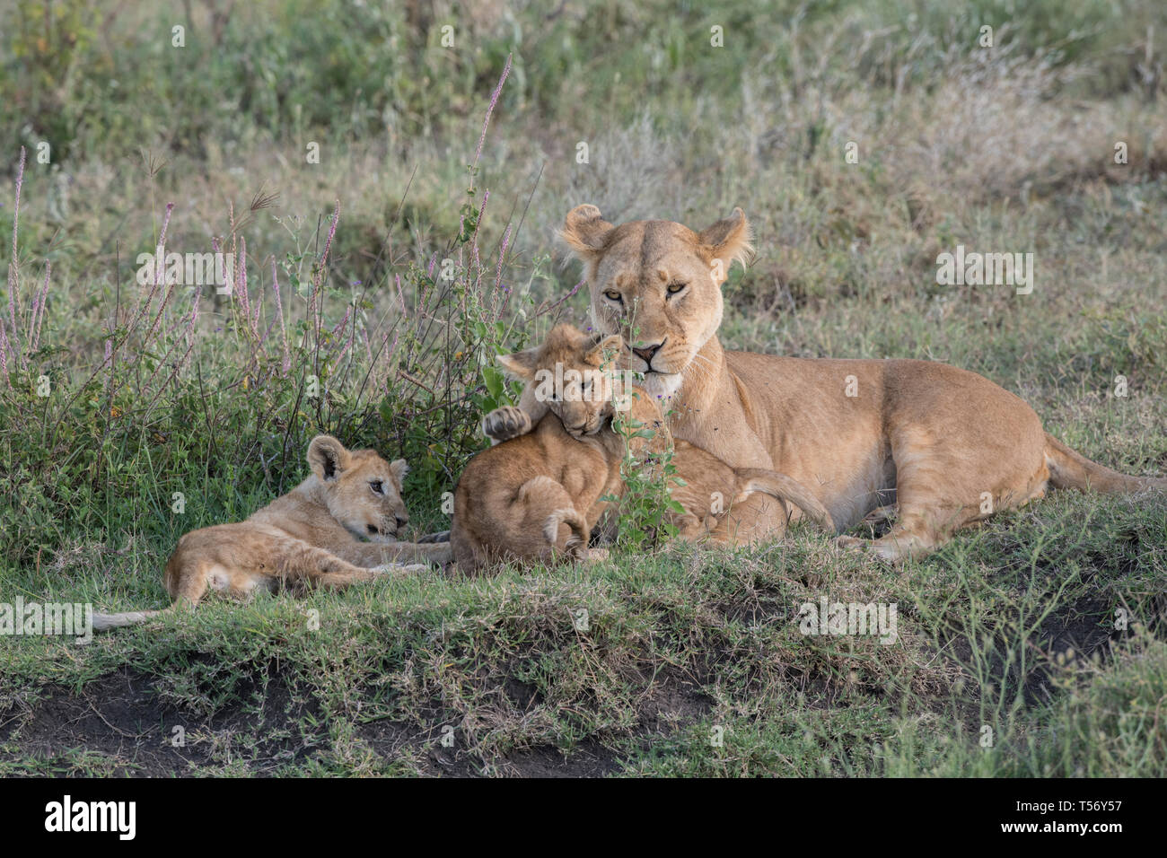 Lion cub resting with mother Stock Photo