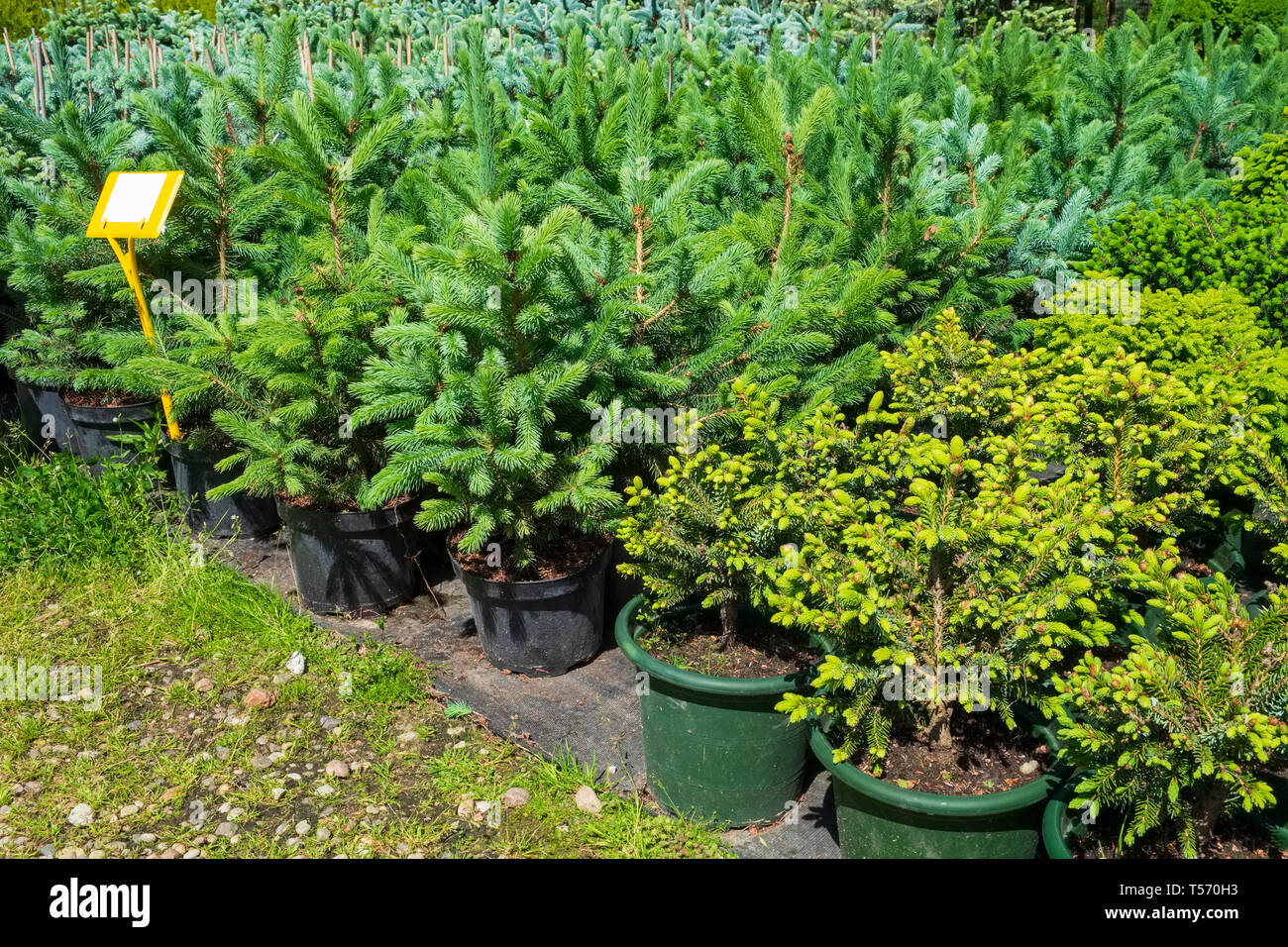 Black plastic garden pots hi-res stock photography and images - Alamy