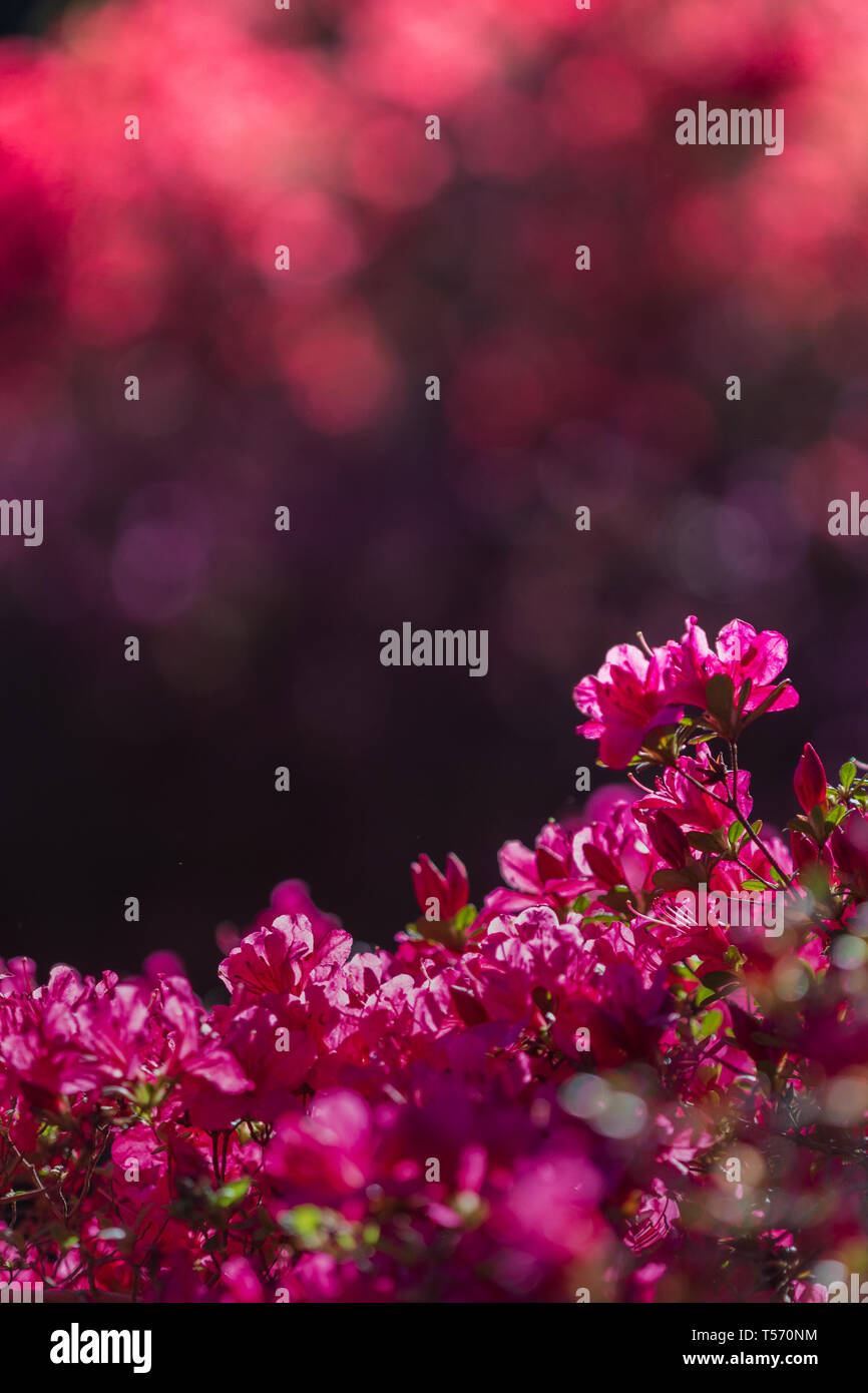 An azalea bush (Rhododendron) in the background turns flowers into magical light at the Biltmore Estate in Asheville, NC, USA. Stock Photo