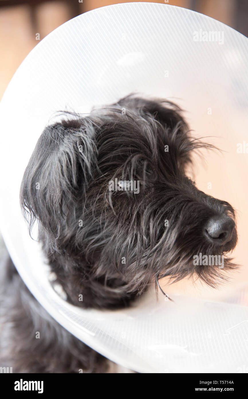 Miniature Schnauzer puppy wearing an ecollar Stock Photo Alamy