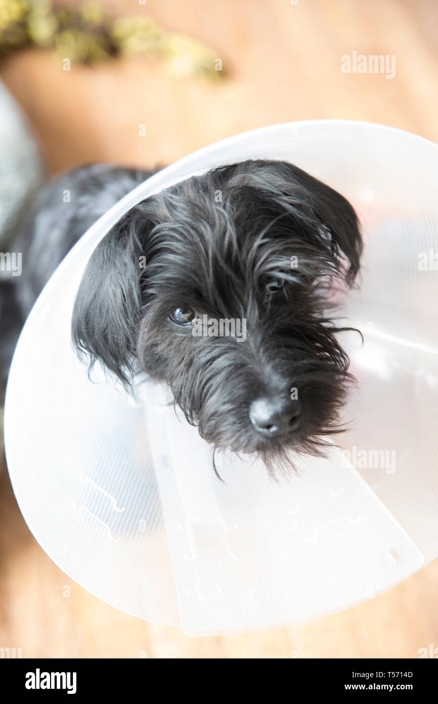 Miniature Schnauzer puppy wearing an ecollar Stock Photo Alamy
