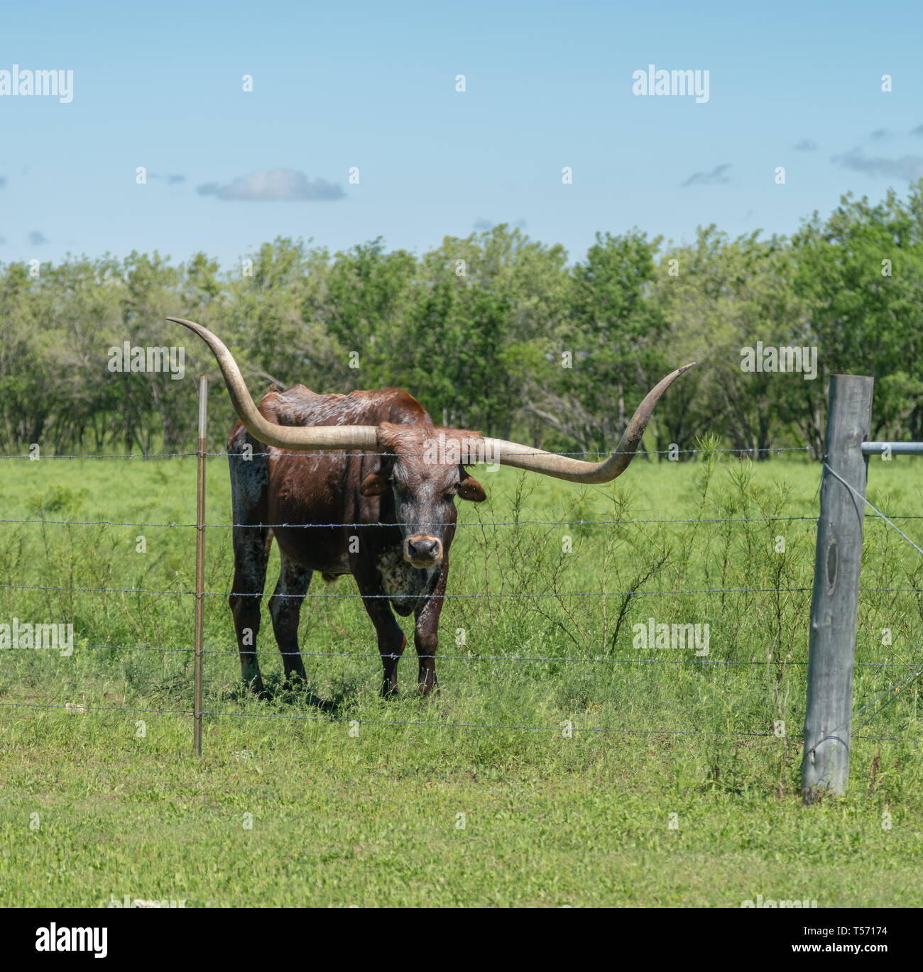 View of Brown Longhorn with White Pattern Next to Barbwire fence Stock Photo