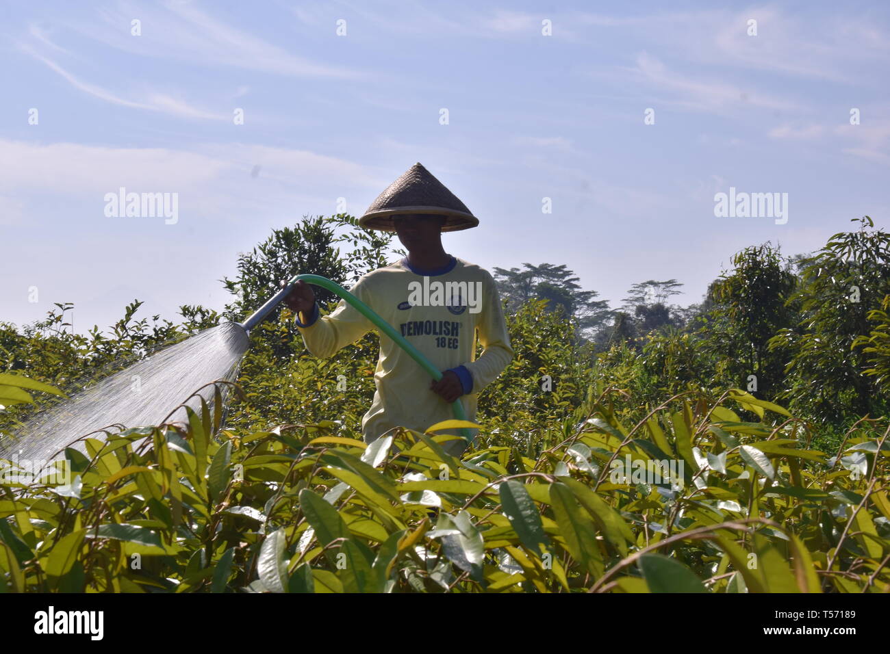 farmers are watering the plants Stock Photo
