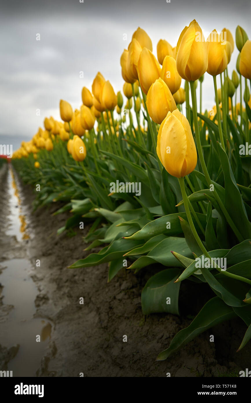 Yellow Tulips in Muddy Field. Low angle of Yellow Tulips in a muddy field. Stock Photo