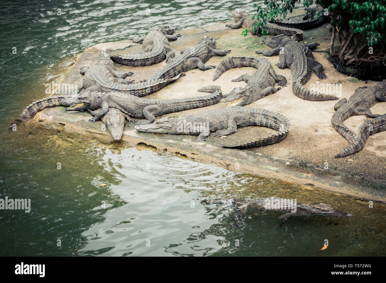 Crocodile Farm Zoo Stock Photo 570168481