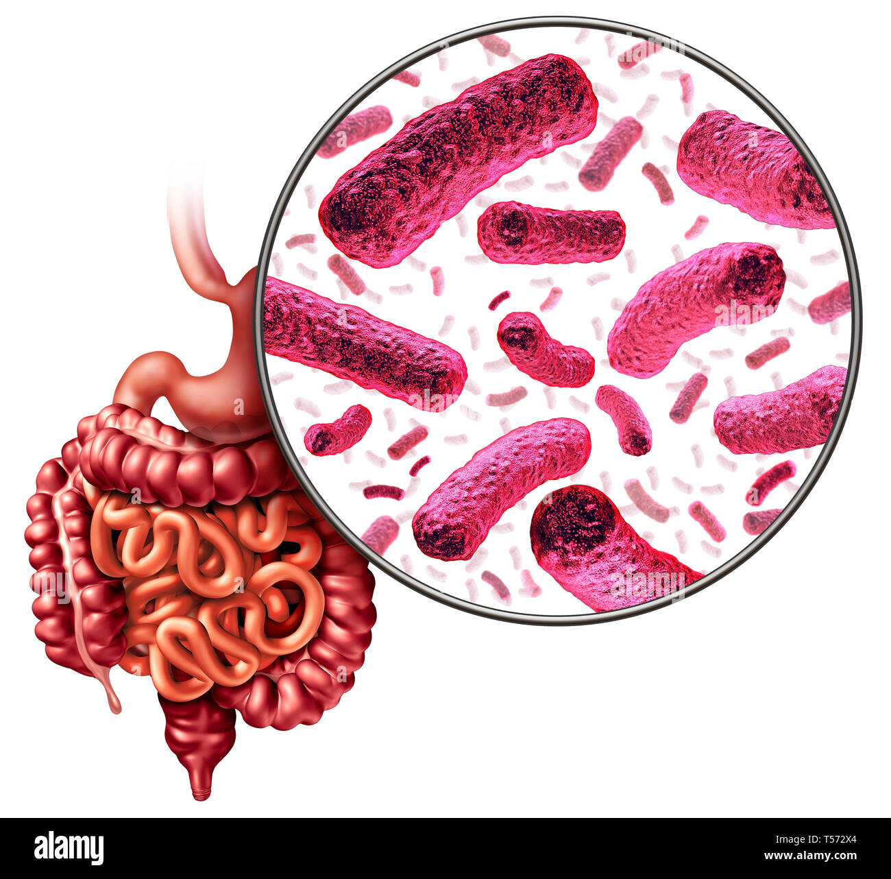 Digestion bacteria and intestine or gut flora as intestinal bacterium medical anatomy concept as a 3D illustration. Stock Photo