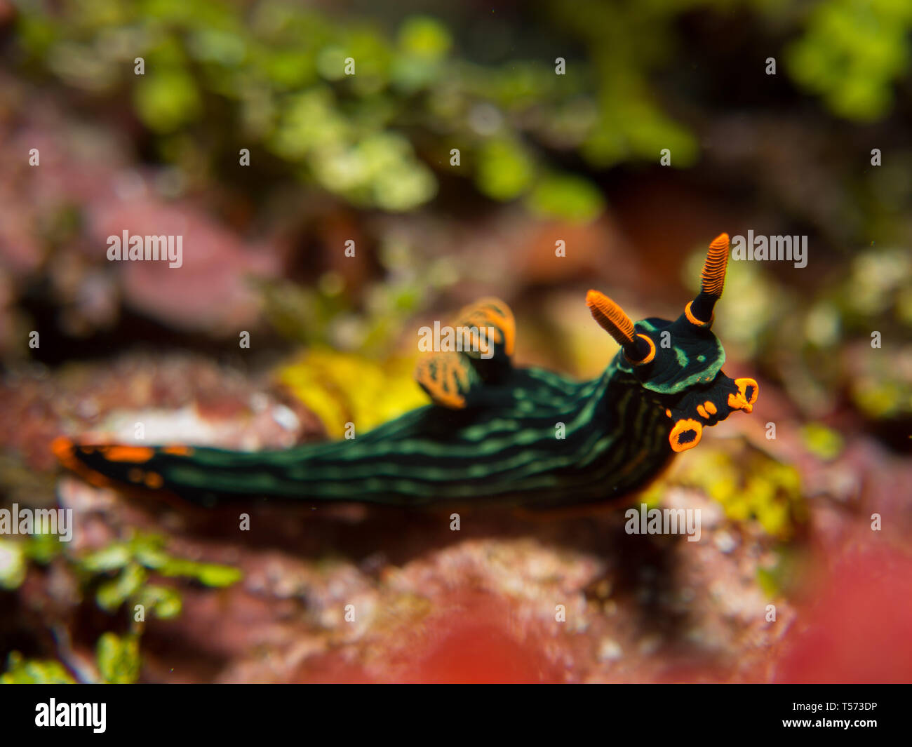 Nembrotha Kubaryana Nudibranch sea slug on a coral reef wall dive in Bunaken, North Sulawesi, Indonesia Stock Photo