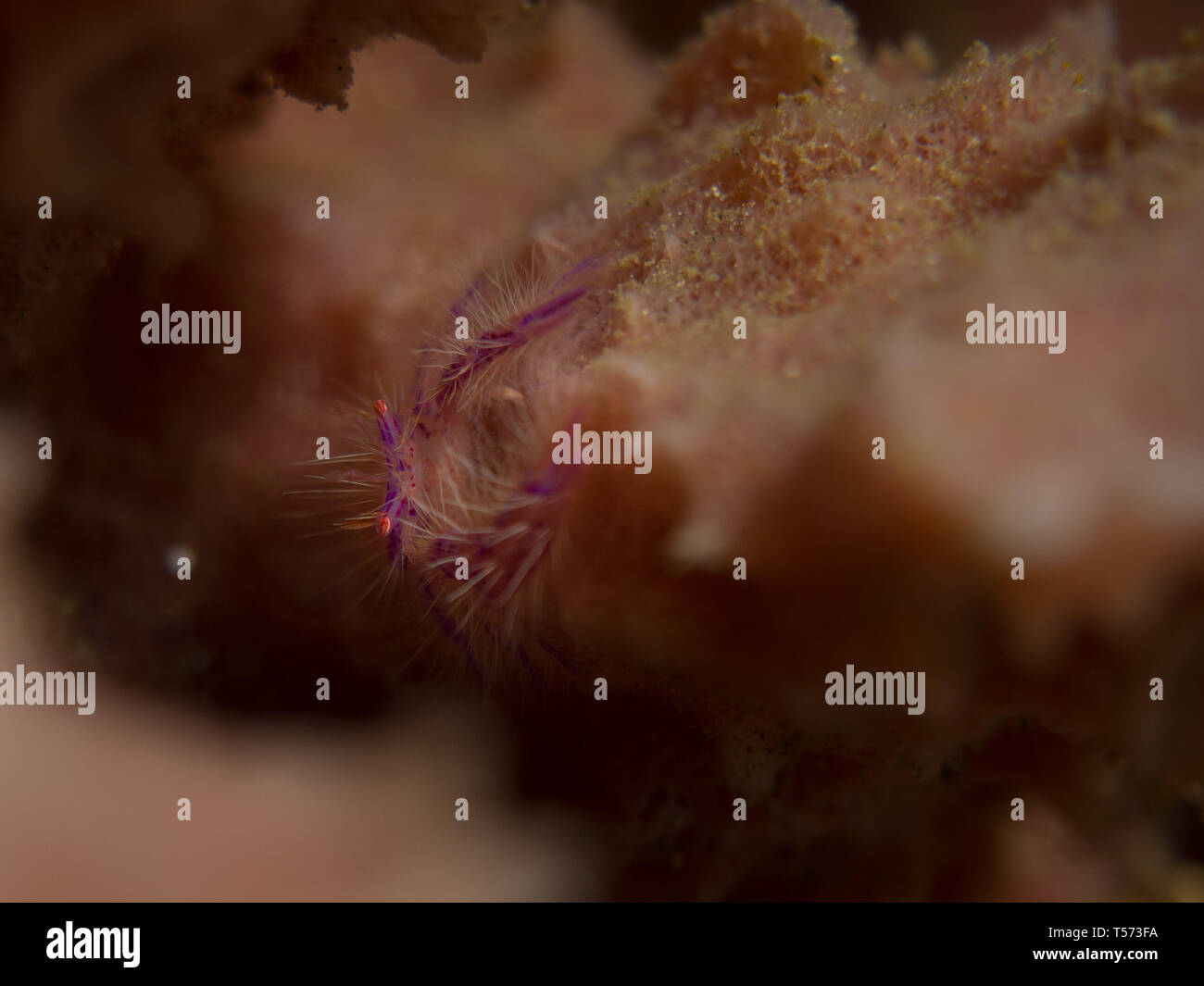 Hairy squat lobster Stock Photo