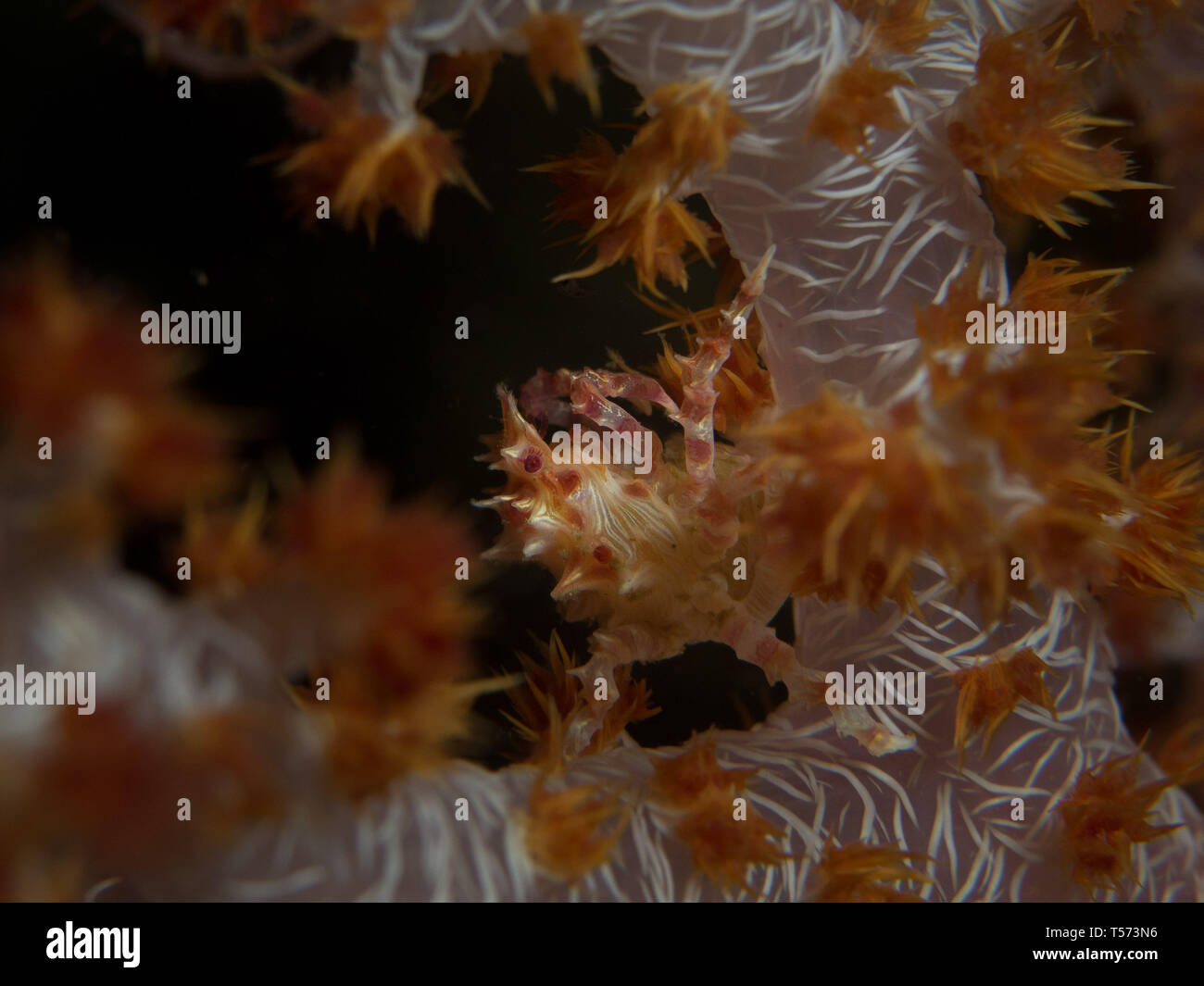 Candy crab on a soft coral in Lombok, Indonesia Stock Photo