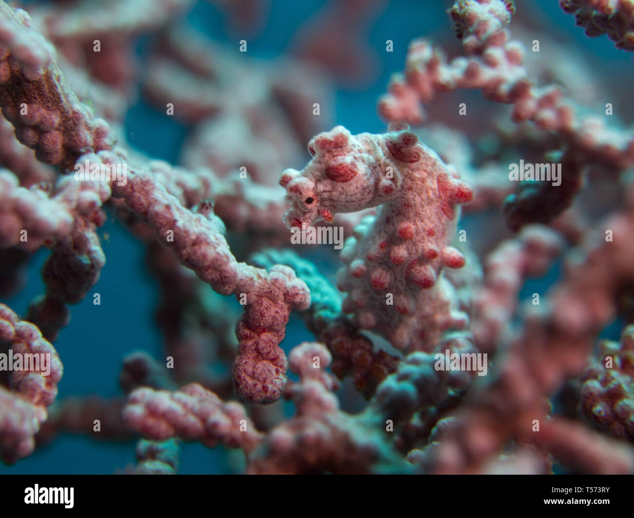 Bargibanti pygmy seahorse (Hippocampus bargibanti) attached to Gorgonian sea fan coral Stock Photo