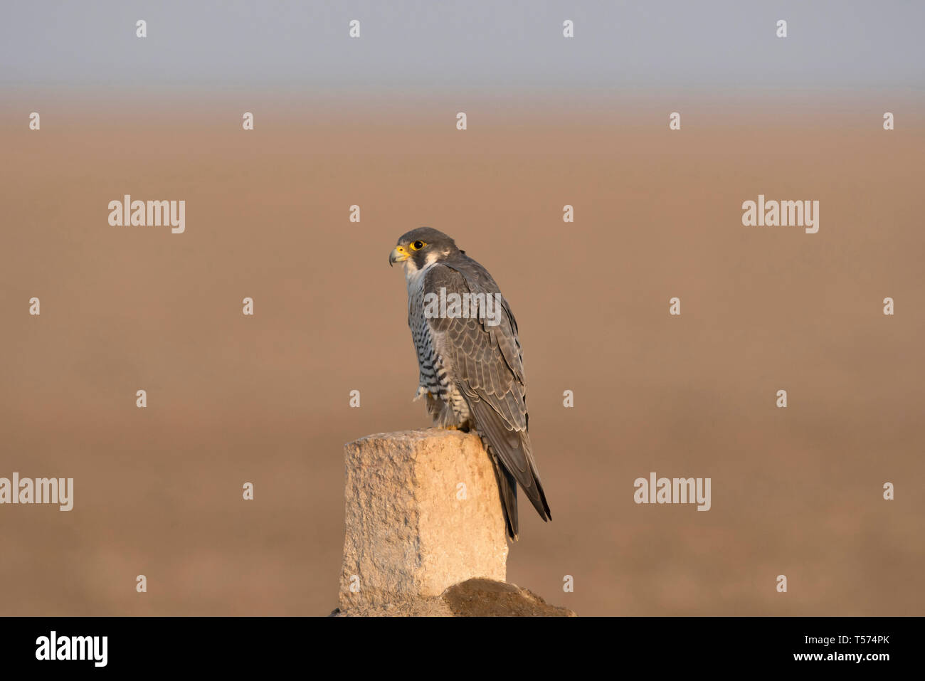 Peregrine falcon, Falco peregrinus, India. Stock Photo