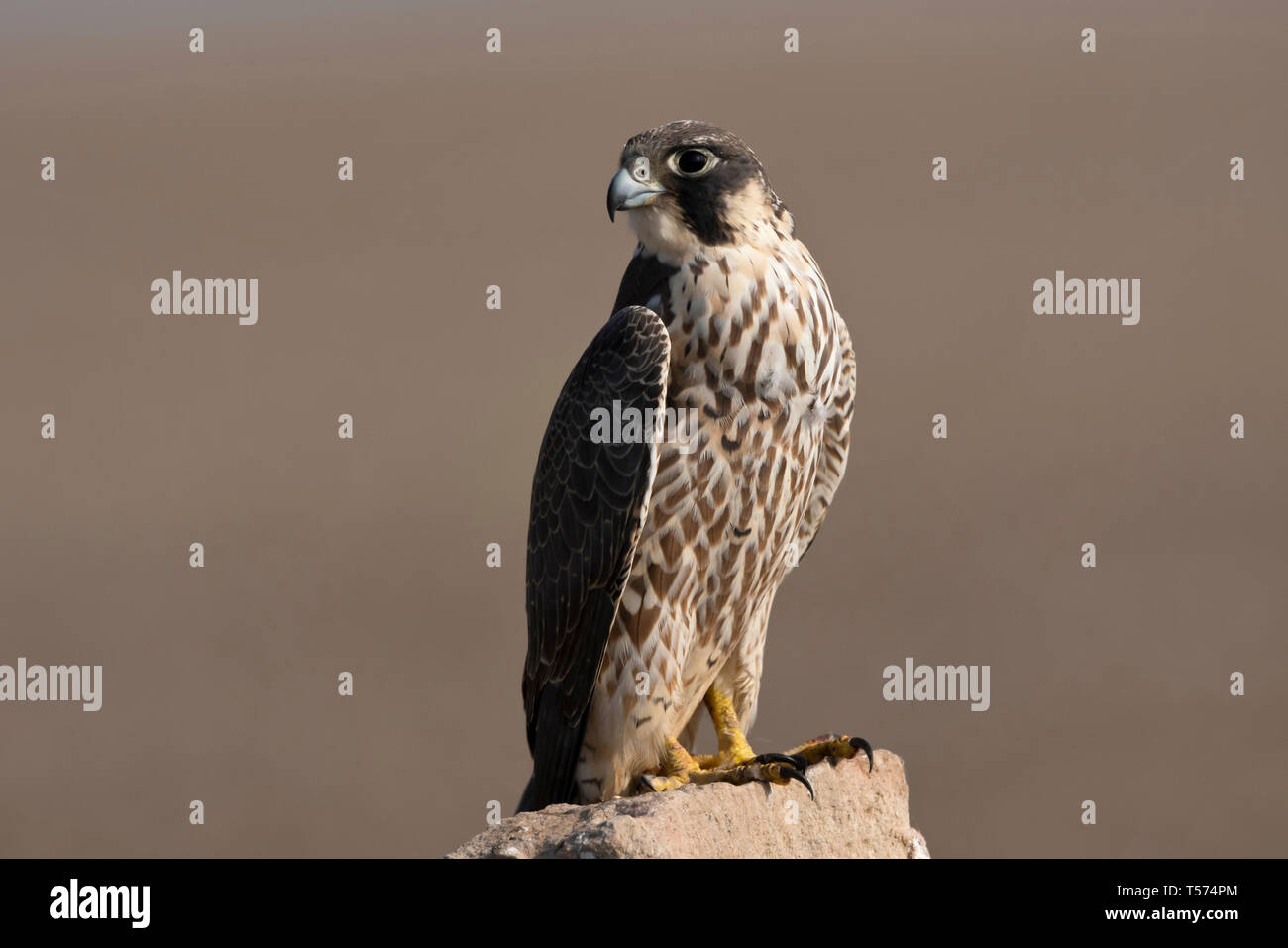 Peregrine falcon, Falco peregrinus, India. Stock Photo